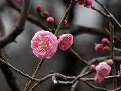 梅の花その２