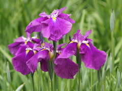 堀切菖蒲園２０２０その８