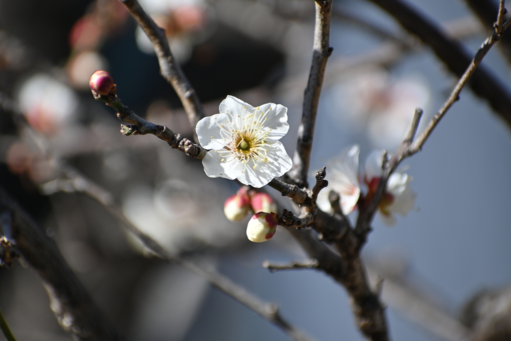 公園の梅その３