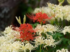 西方寺の彼岸花その１７