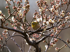 芝公園のメジロさん