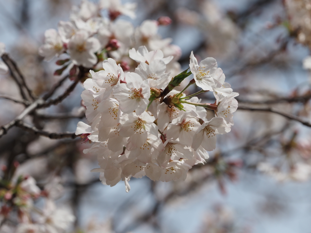 公園の桜その４