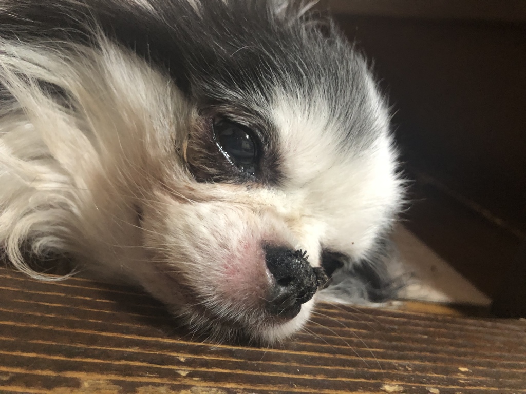 眠いのよ(-_-)zzz