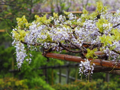雨の藤棚その７