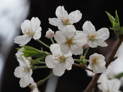 公園の桜その１０