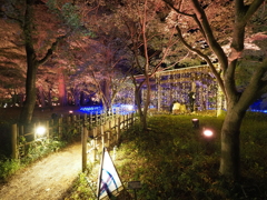 国営武蔵丘陵森林公園のイルミその１８