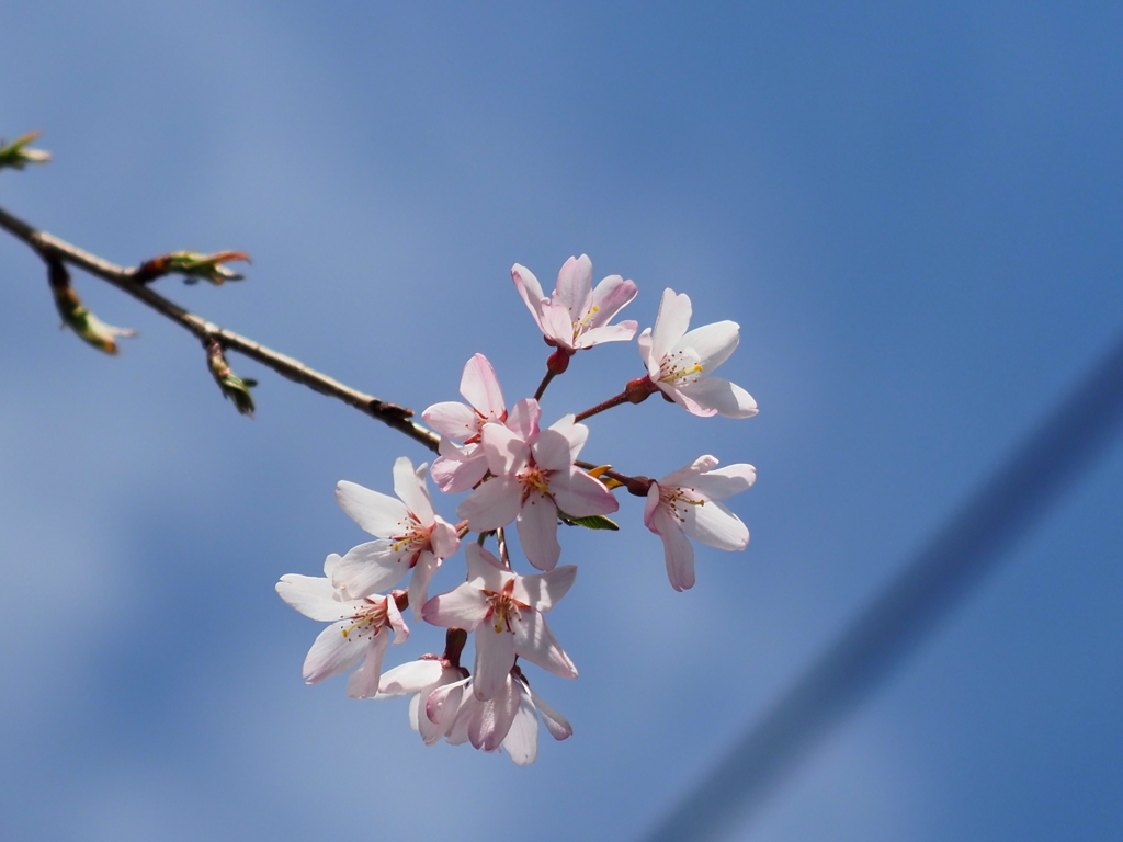 しだれ桜