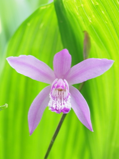 背景の透明感が綺麗な紫蘭