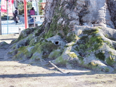 今宮神社ご神木