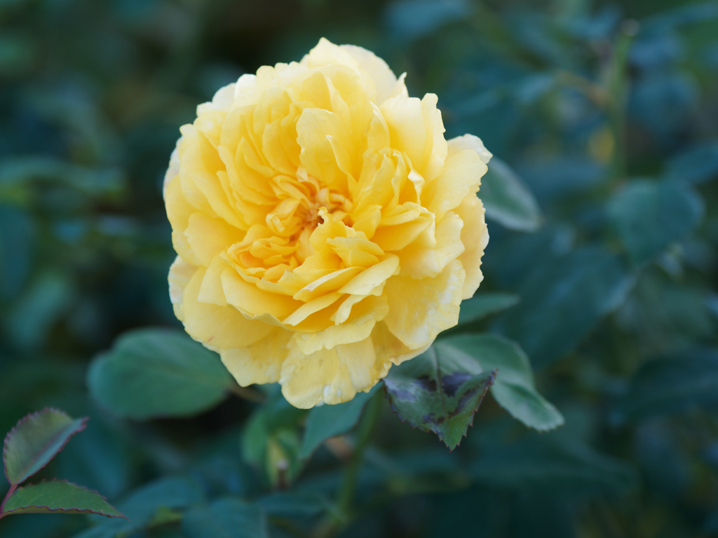 山下公園その１５
