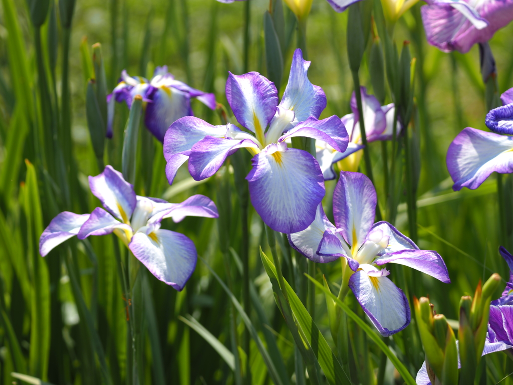 堀切水辺公園その１