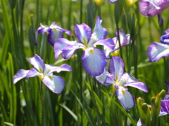 堀切水辺公園その１