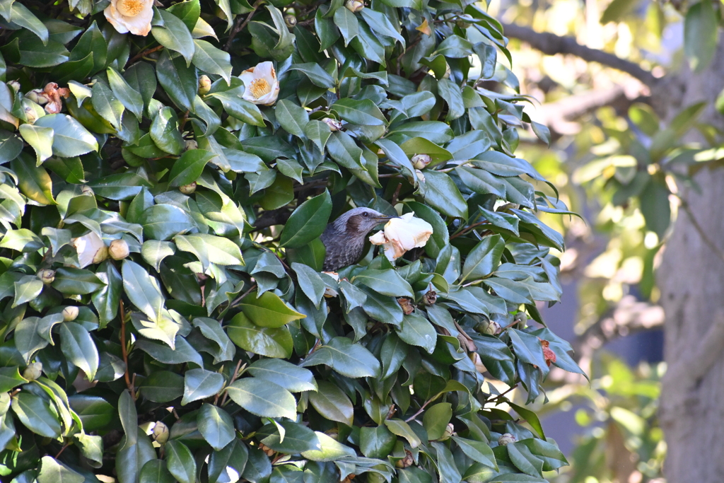 ヒヨドリその２