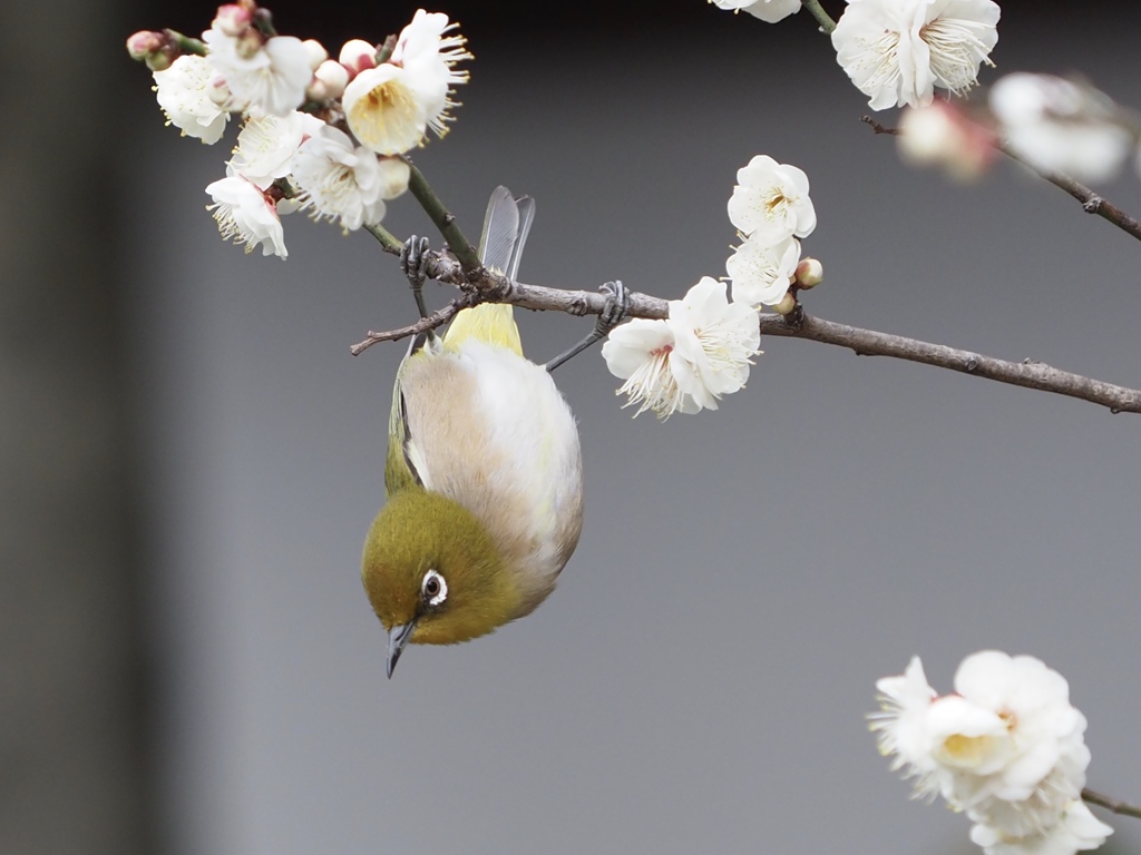 鳥だけに