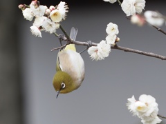 鳥だけに