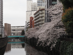 川沿いの桜