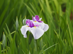 堀切菖蒲園にて