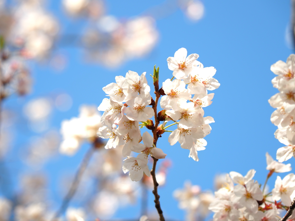 仙台堀川の桜その１