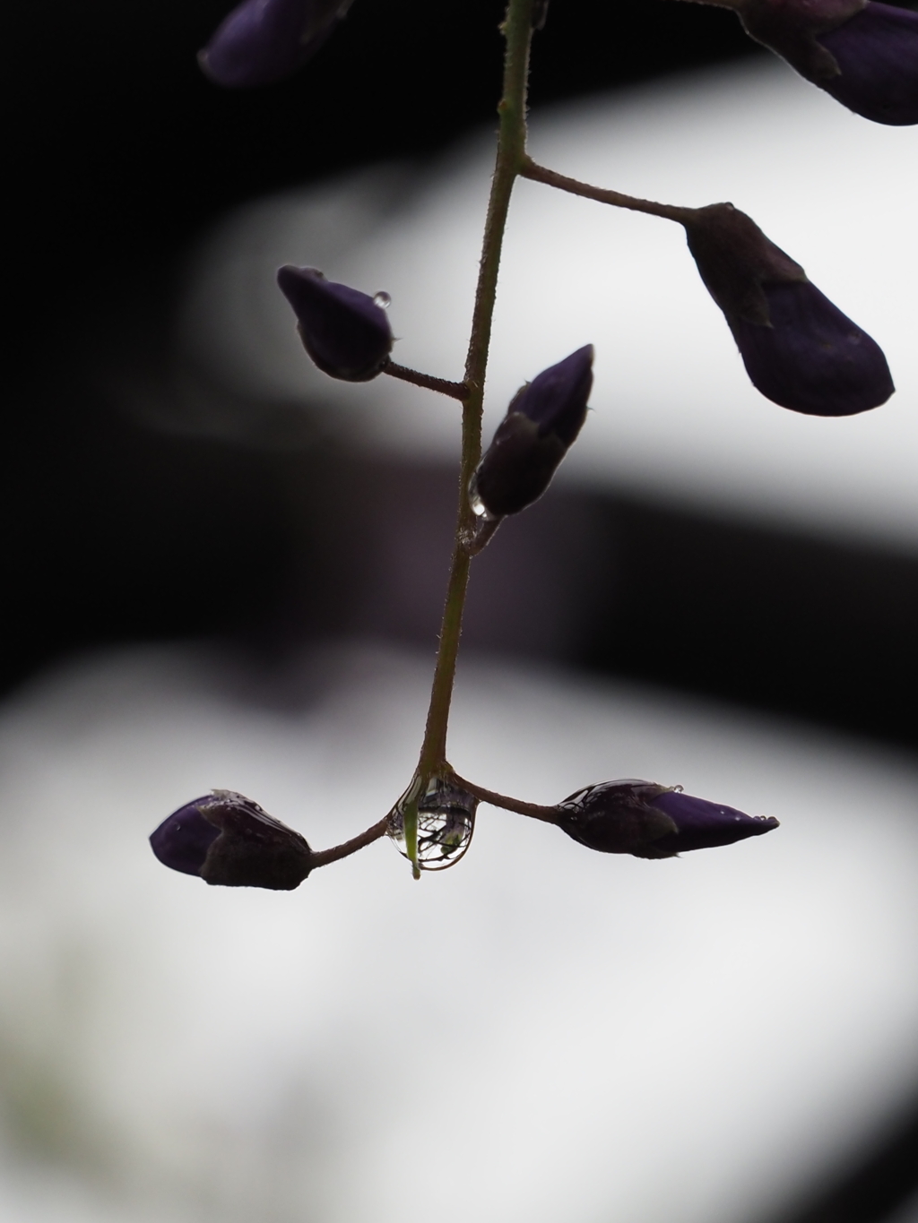 雨の藤棚その３