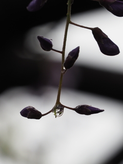 雨の藤棚その３
