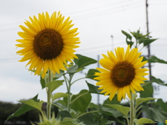 ひまわりその５