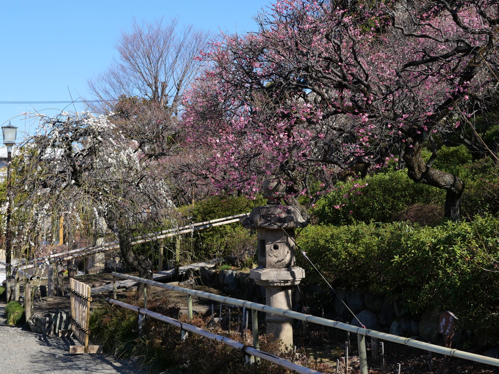 池上梅園その１