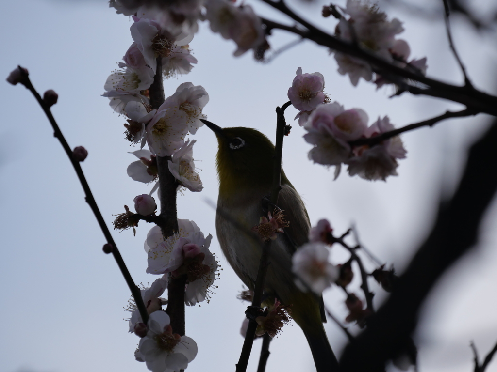 メジロさんその２