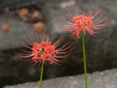 西方寺の彼岸花その２
