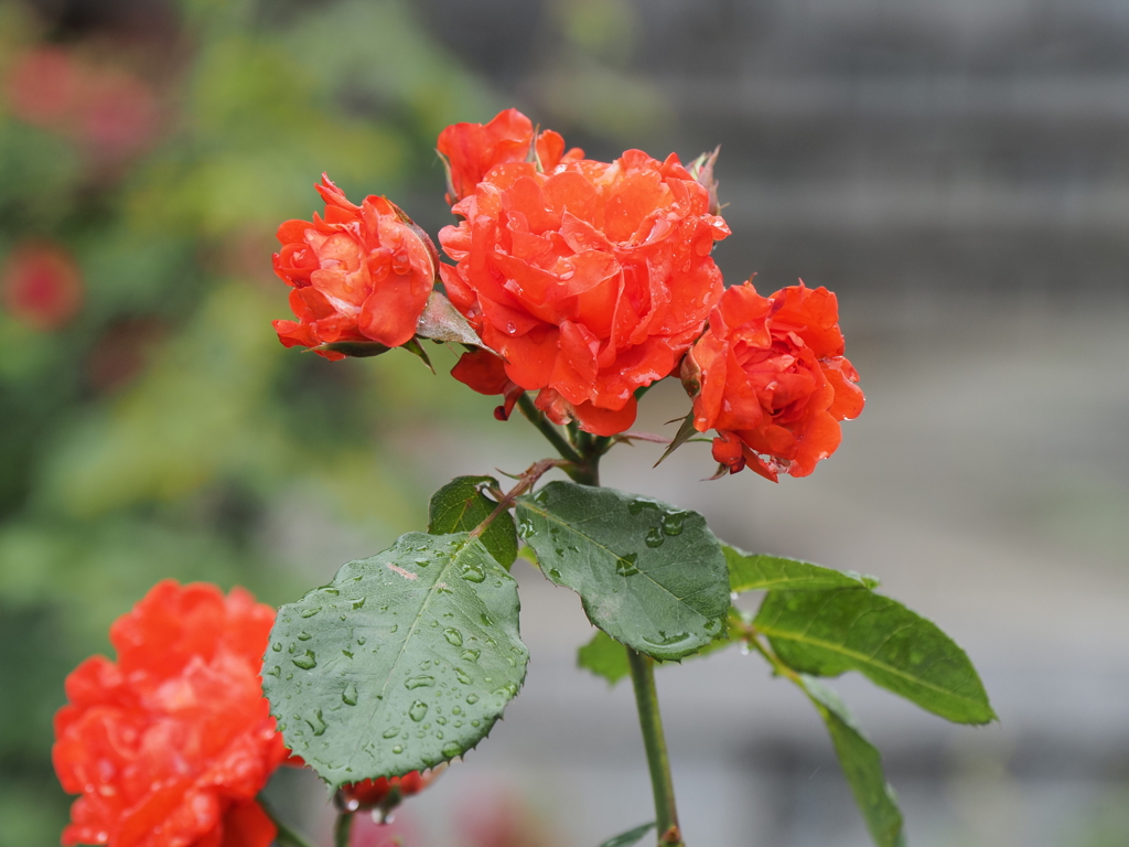 バラ園のバラその２