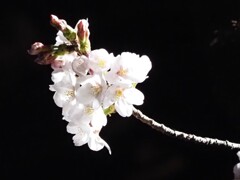 夜桜その７