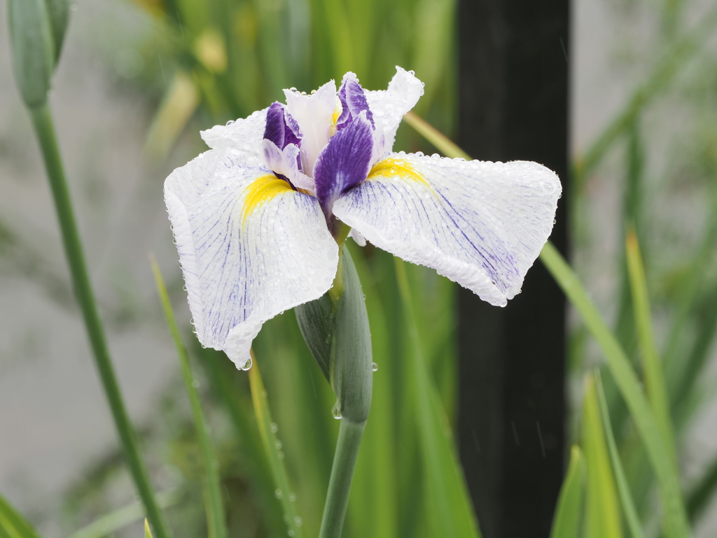 堀切菖蒲園その２０