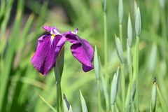 堀切菖蒲園その３