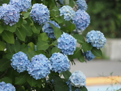 紫陽花その２