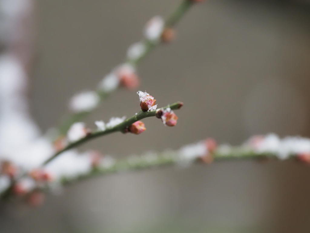 雪の東京その２