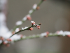 雪の東京その２