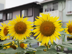 ひまわりその３