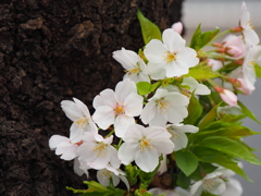 千鳥ヶ淵周辺散策その１０