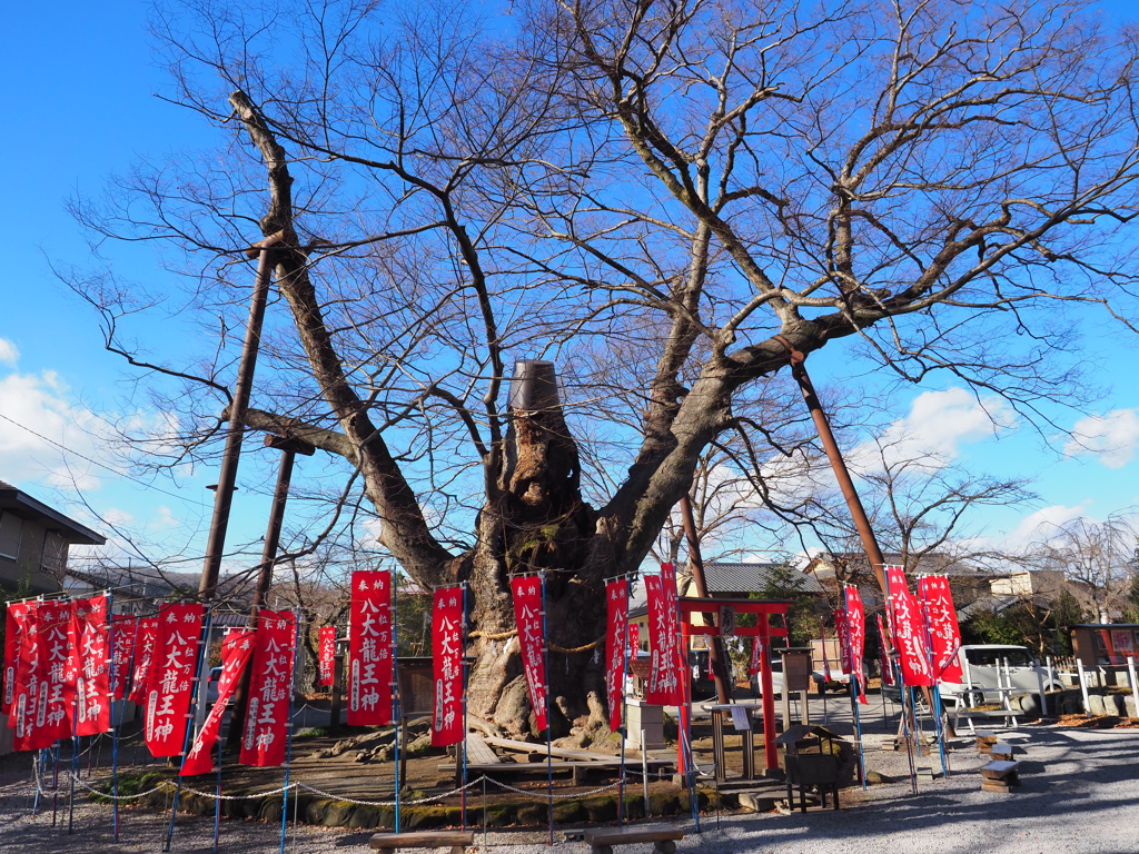 今宮神社ご神木