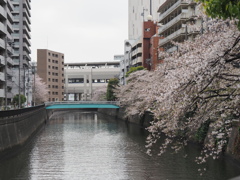 京急蒲田駅周辺の桜その７