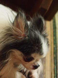 我が家の御犬様