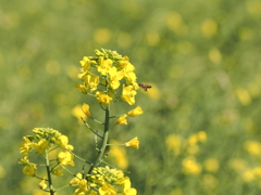 ソレイユの丘その５