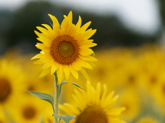 座間のひまわりその１１