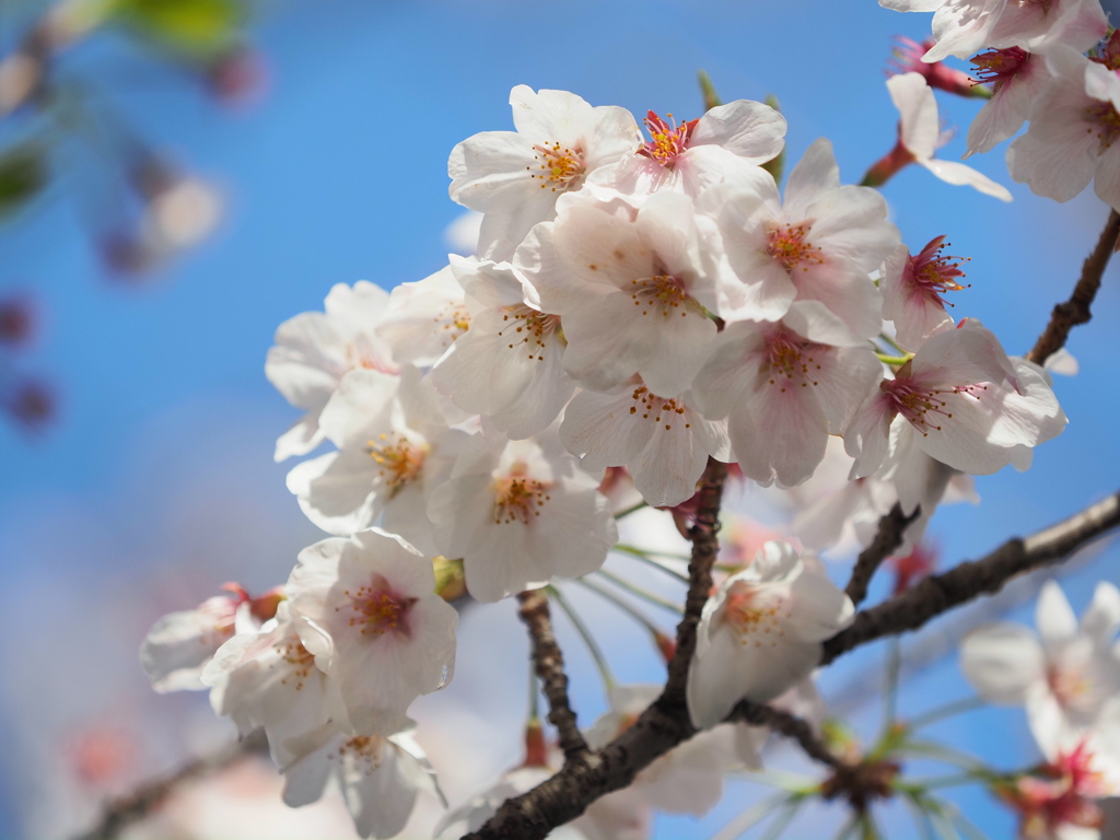 仙台堀川の桜その１４