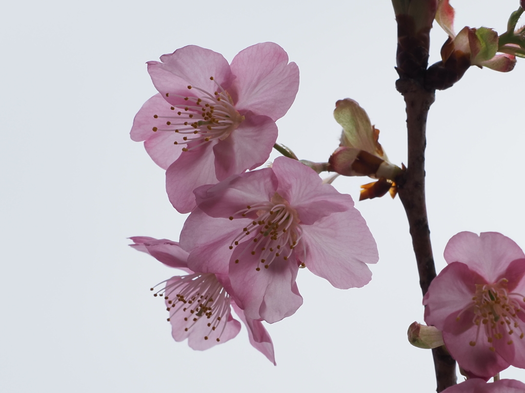 三浦海岸桜祭りその７