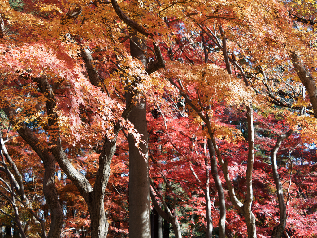 紅葉その１７
