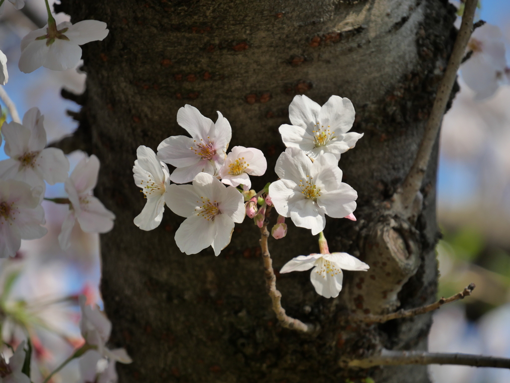 桜その８