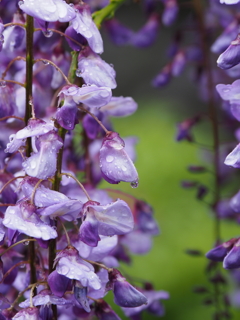 亀戸天神藤棚その２０