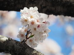 仙台堀川の桜その１１