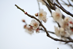 公園の梅試し撮りその４