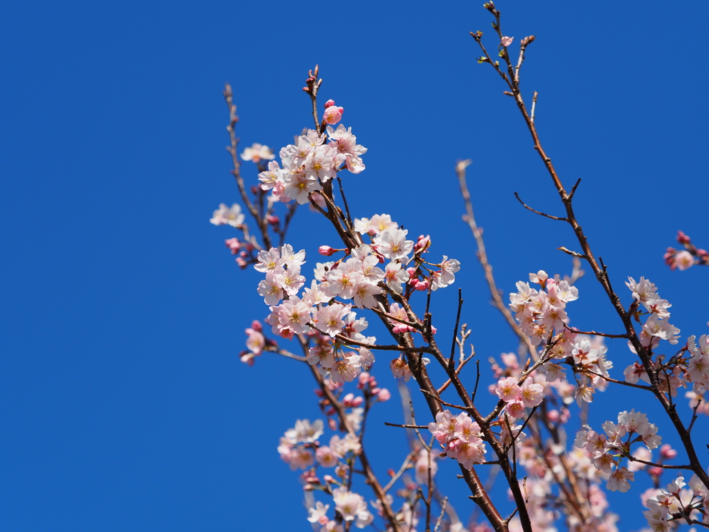 桜？その１